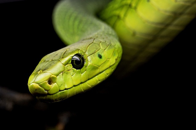 Capturing the Beauty of Snake Bellies