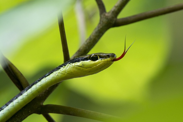 Diversity in Snake Bellies