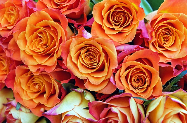 Orange Roses