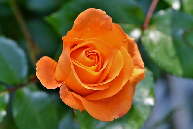 Orange Roses