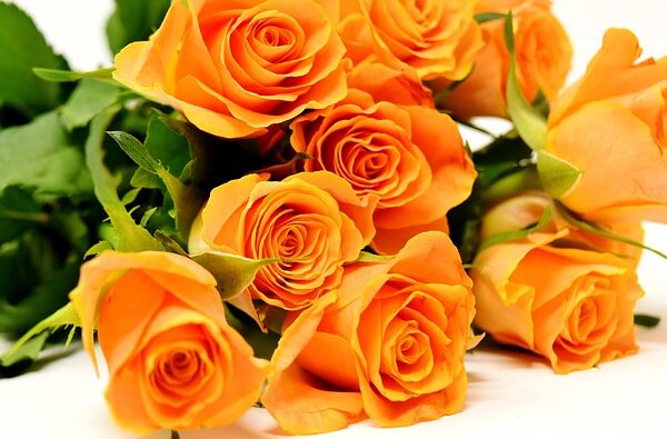 Orange Roses