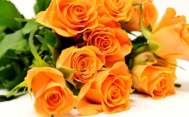 Orange Roses