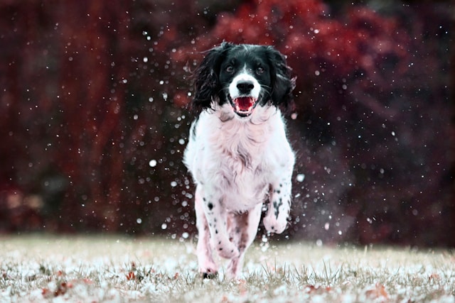 Springer Spaniel (2)