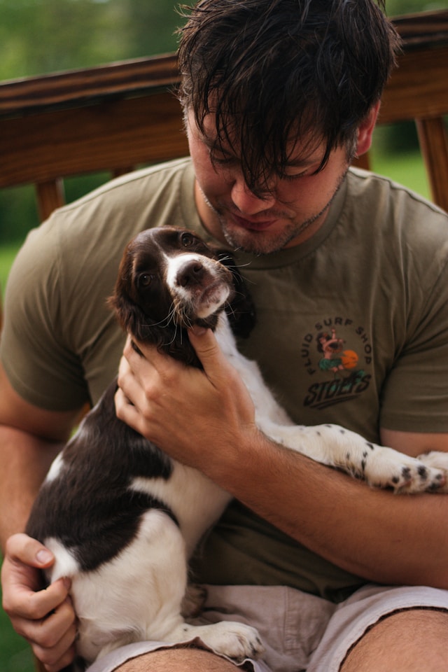 Springer Spaniel (3)