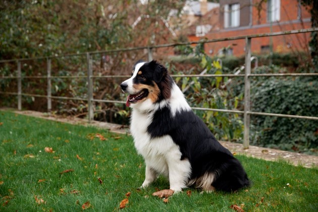 Springer Spaniel (3)