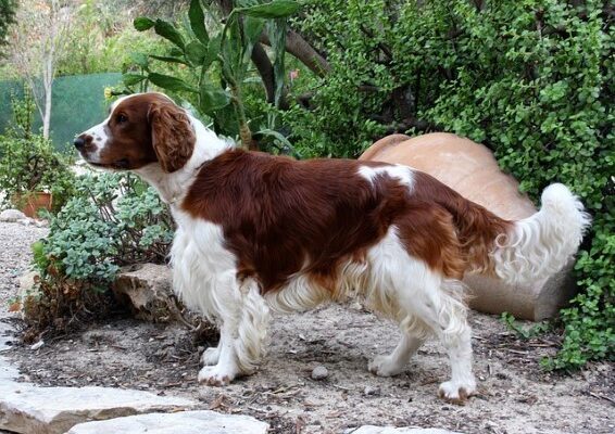 Springer Spaniel