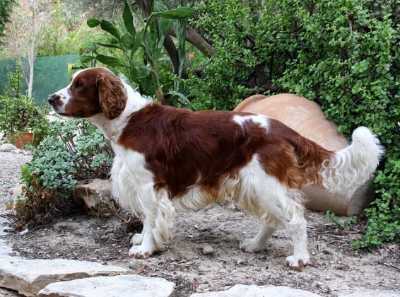 Springer Spaniel