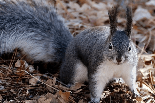 The Black Squirrel, An Uncommon Gem in the Animal Kingdom