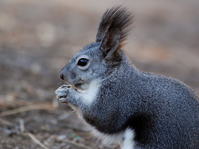 The Black Squirrel