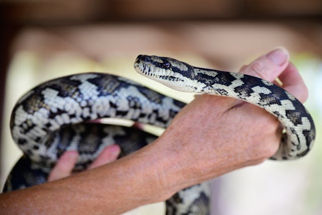 Unique Role of Snake Bellies